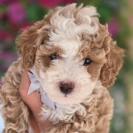 Aikman - Red  male Goldendoodle puppy in Vernon, Texas from Sugarland's Texas Goldendoodles