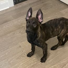 Boy 5 - xDutch Shepherd puppy from We Like it Ruff Working K9 Breeding and Training
