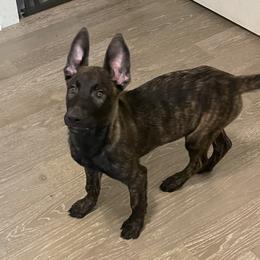 Boy 5 - xDutch Shepherd puppy from We Like it Ruff Working K9 Breeding and Training