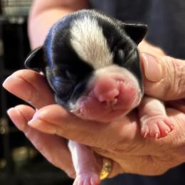 Female 1 - Black and white female Boston Terrier puppy in Covington, Georgia from Tuxedo Bostons of Atlanta