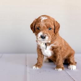 Enzo - Red  male Goldendoodle puppy in Garden Grove, California from Sunkissed Doodles