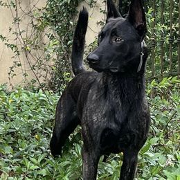 Dutch Shepherds from Fontana Farm