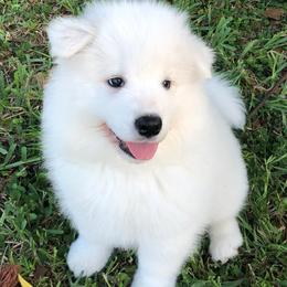 Samoyed Puppies from ArticCross Samoyeds-Florida