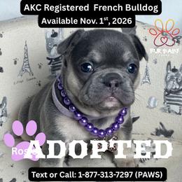 Janet - Tricolors female French Bulldog puppy in Michigan from Fur Baby Farms