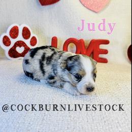 Judy - Blue merle female Toy Australian Shepherd puppy in Gillette, Wyoming from Cockburn’s Toy and Mini Australian Shepherds