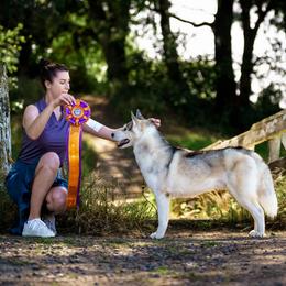Jacques - Siberian Husky