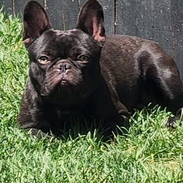 French Bulldogs from Frenchie & Co.