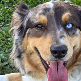 Australian Shepherds from Invictus Farms