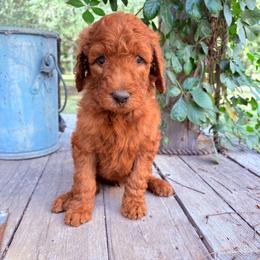 Light Blue Boy - Red  male Goldendoodle puppy in Buna, Texas from 7Lands Livestock