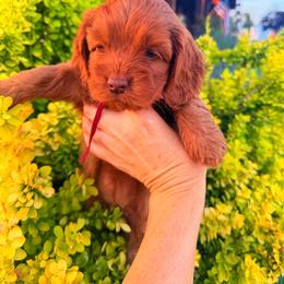 Belle - Red female Cockapoo puppy in Millville, California from Hope Lane Kennels