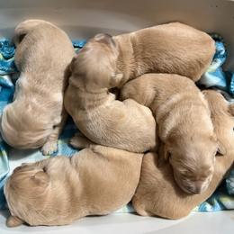 Girl 2 - Golden female Golden Retriever puppy in Knoxville, Tennessee from Jack and Ginger’s Goldens