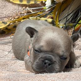 Bob - Blue fawn male French Bulldog puppy in Miami, Oklahoma from Cassie’s Frenchie Palace