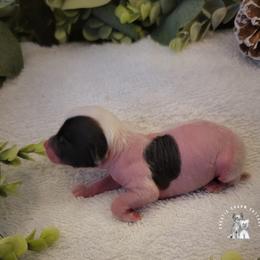 Chinese Crested Puppies from Crestie Charm Cottage