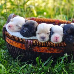 Companion Cross, Havanese, Mal-Shi, Maltese, Maltipoo, Morkie, and Shih Tzu Puppies from Seeking Shalom Acres Maltese, Maltipoos & Havamalts