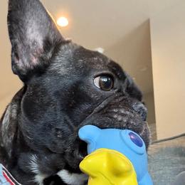 Gigi - French Bulldog