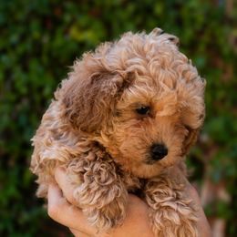 Sweet Grace - Apricot female Poodle puppy in Cisco, Texas from Southern Girls Poodles