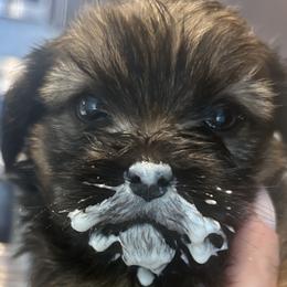 Shih Tzus from Angel babies