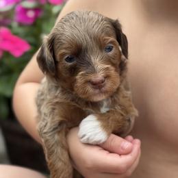 Kiana - Brown female Cavapoo puppy in Floyd, Virginia from Hearts and Paws Poodles and Doodles