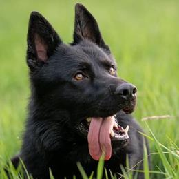 Groot - German Shepherd