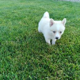 Pomsky Puppies from Promise Land Pomskies