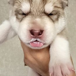 Siberian Husky Puppies from Diamond's Huskies in the Ruff