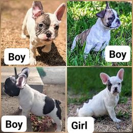 French Bulldog Puppies from G & K Frenchies LLC