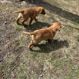 Labrador Retriever Puppies from Sunbrooke Acres