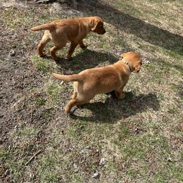Labrador Retriever Puppies from Sunbrooke Acres