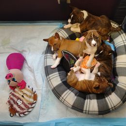 Basenji Puppies from Royal Basenji