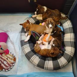 Basenji Puppies from Royal Basenji