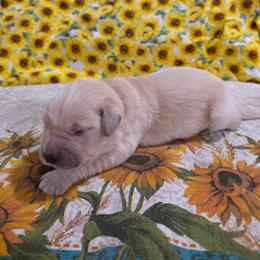 Boy 2 - Light golden male Golden Retriever puppy in Lawtey, Florida from Rise and Shine Goldens