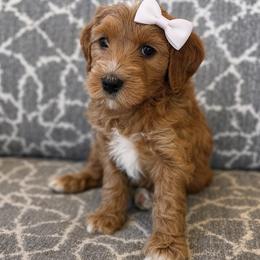 Sable - Red  female Goldendoodle puppy in Pine Grove, California from Lundee Doodles