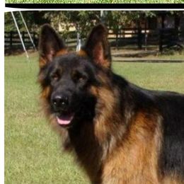 Duke - German Shepherd