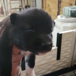 Siberian Husky Puppies from Spirit of the Moon Siberians