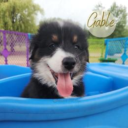 Gable - The Heartthrob - Black tri-color male Australian Shepherd puppy in Pittsville, Wisconsin from Match Dot Pup