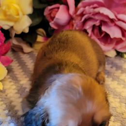 Dachshund Puppies from CLARK'S BREEDING PROGRAM