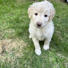 Bordoodle Puppies from Bordoodles of Maine