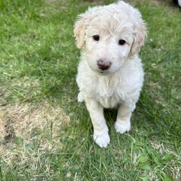Bordoodle Puppies from Bordoodles of Maine