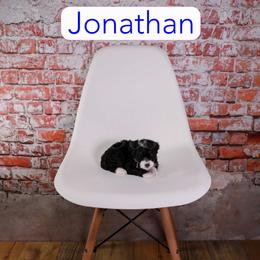 Jonathan - Tri-color male Bernedoodle puppy in Calhoun, Georgia from Happy Top Doodles