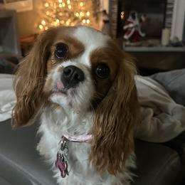 Stoli - Cavalier King Charles Spaniel