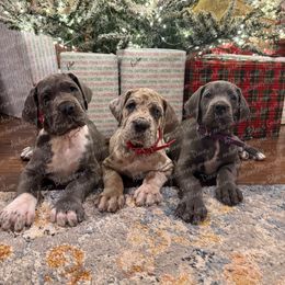 Sky - Merle female Great Dane puppy in Granbury, Texas from Anderson Blau’s Great Danes & French Bulldogs