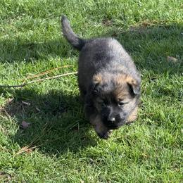 Purple girl - Sable female German Shepherd puppy in Gaineville, Georgia from Des Nebels