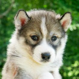Marigold - Sable and white female Siberian Husky puppy in Knoxville, Tennessee from The Siberian Empire
