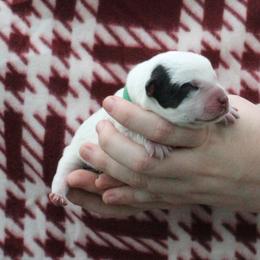Canyon - Green - Blue male Australian Cattle Dog puppy in Colbert, Oklahoma from LoveAHeeler