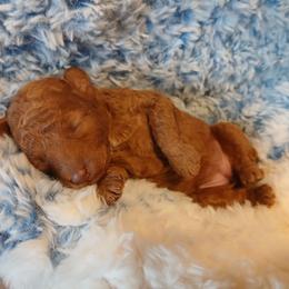 Josephine - Red  female Poodle puppy in Blanch, North Carolina from Faithful Hearts Kennel
