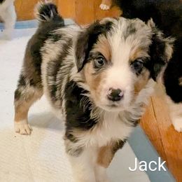 Jack - Blue merle male Australian Shepherd puppy in Pamplin, Virginia from Hope & Joy Acres