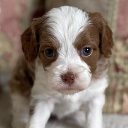 Celeste- Parti girl - Red female Cavapoo puppy in Beckley, West Virginia from By Design Doodles