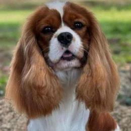 Cavalier King Charles Spaniels from Royal Paradise Cavaliers of Hawaii