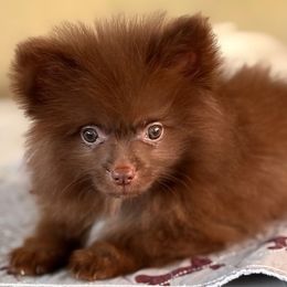 Snicker - Chocolate male Pomeranian puppy in Los Angeles, Santa Clarita, California from LT_Poms