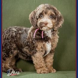 Dottie - Merle female Cockapoo puppy in Connersville, Indiana from Deaz Doodle Ranch